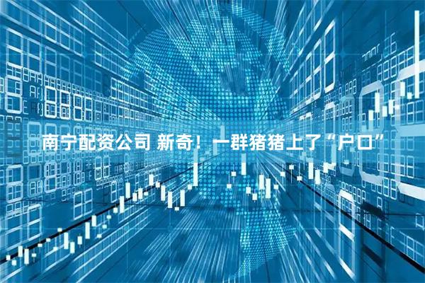 南宁配资公司 新奇！一群猪猪上了“户口”